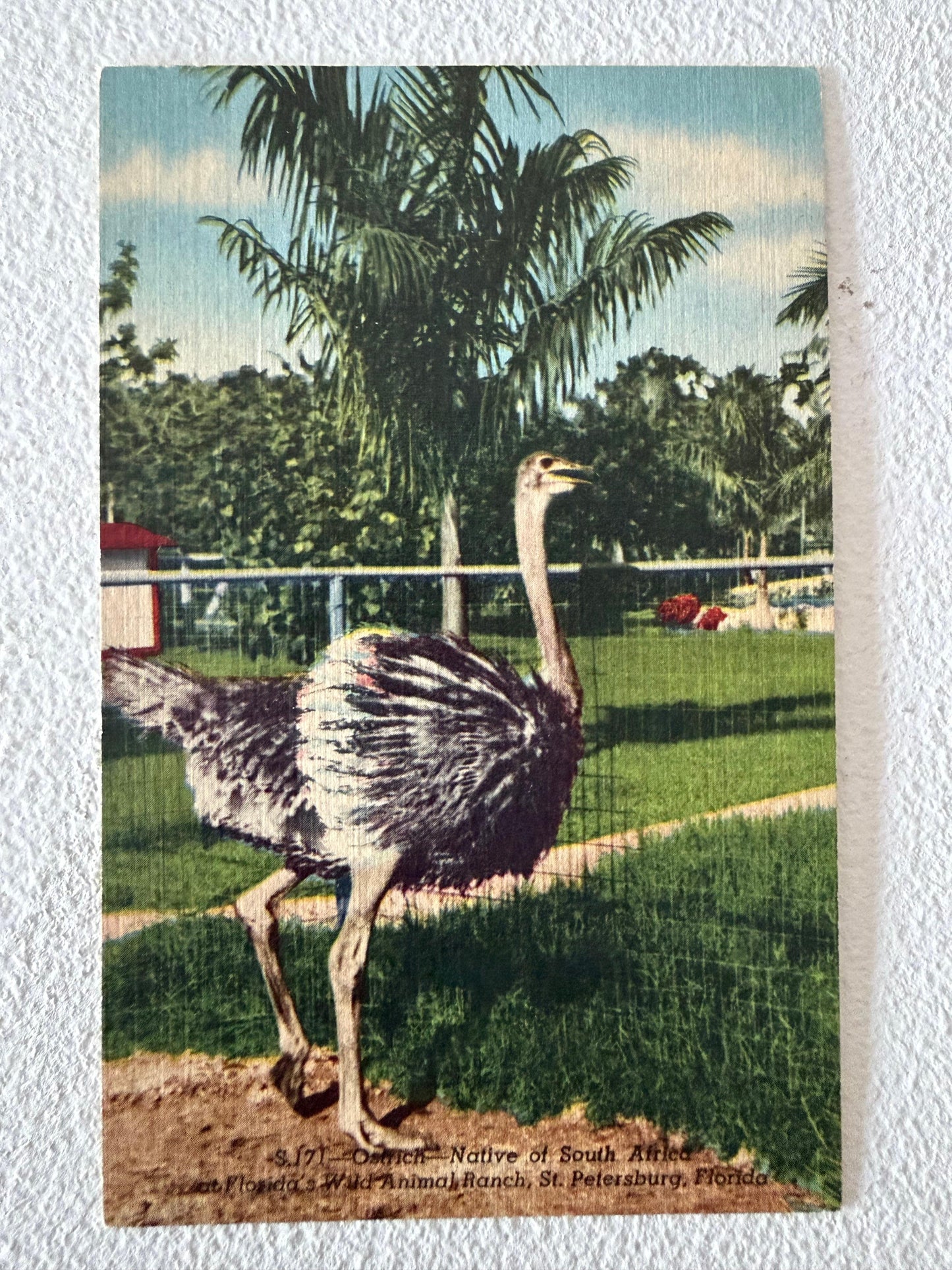 Frisman Vintage St.Petersburg Florida Vintage Postcard Album 300+ Linens Photos 1930's