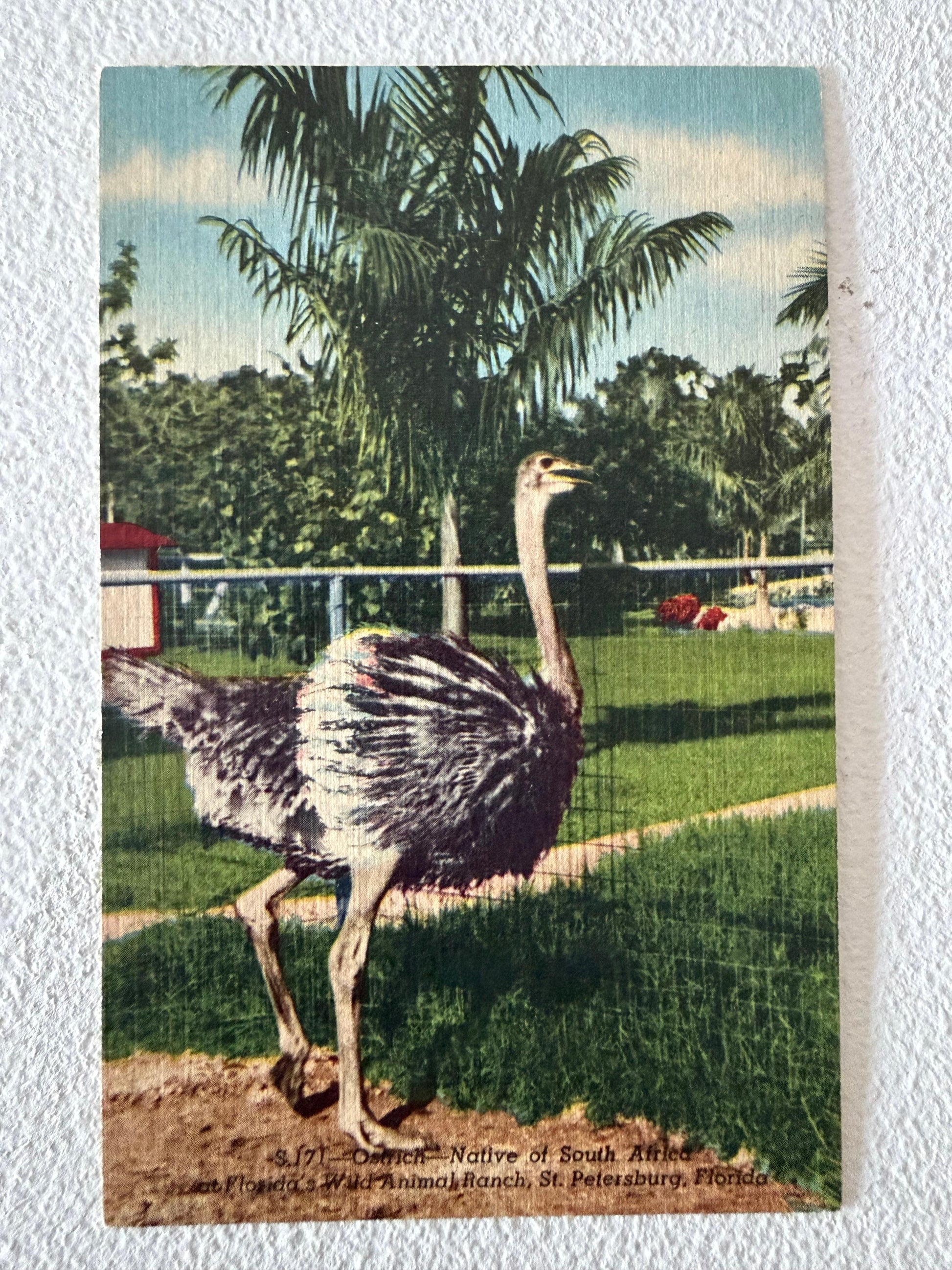Frisman Vintage St.Petersburg Florida Vintage Postcard Album 300+ Linens Photos 1930's