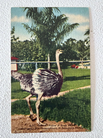 Frisman Vintage St.Petersburg Florida Vintage Postcard Album 300+ Linens Photos 1930's
