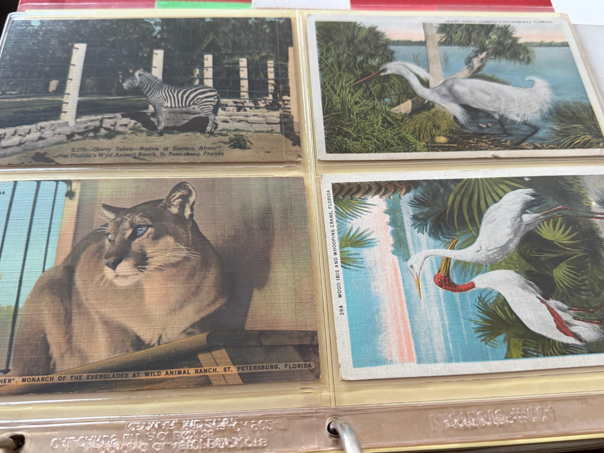 Frisman Vintage St.Petersburg Florida Vintage Postcard Album 300+ Linens Photos 1930's